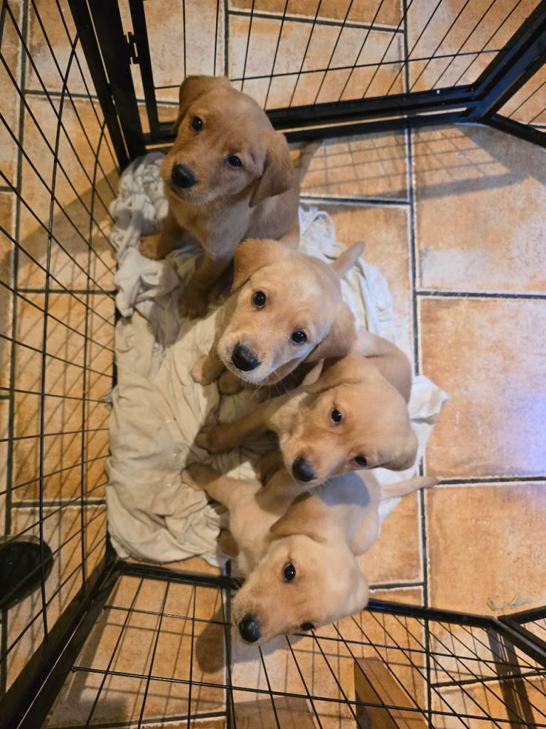 Kc registered labrador pups 