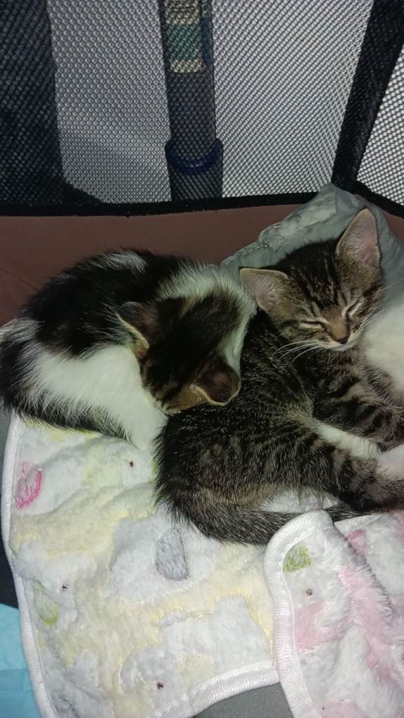Kittens for sale 
