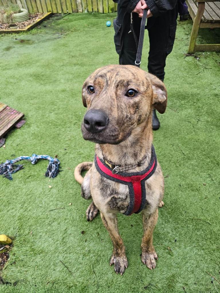 Magnificent boy, 11 months Urgent rehome