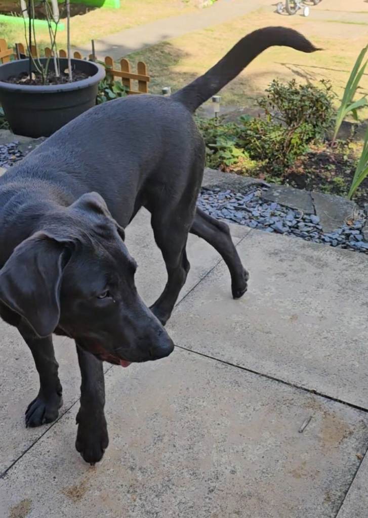 Charcoal Labrador Retriever 