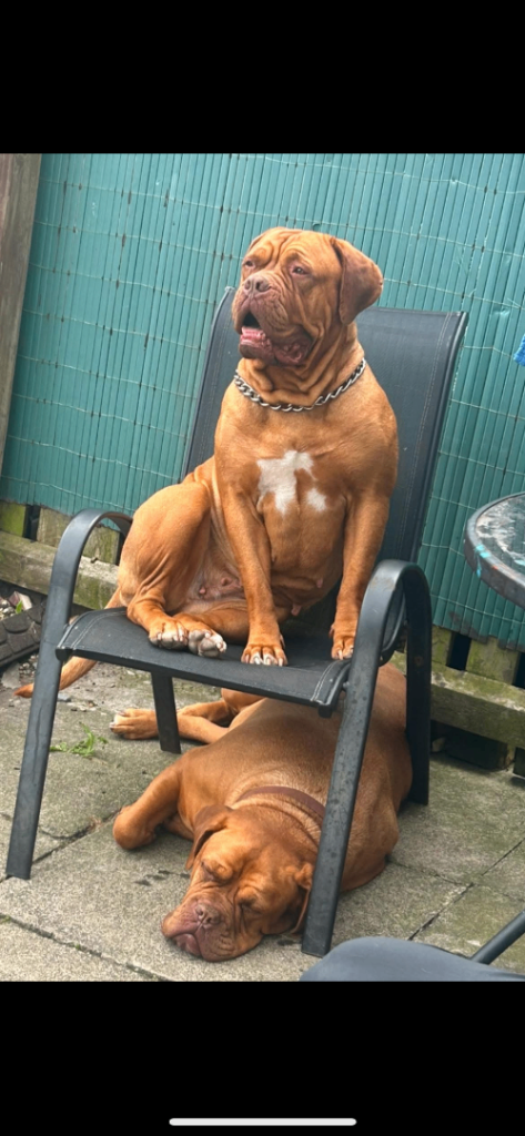 2 bitches left !!FULL KC PEDIGREE DOGUE DE BORDEAUX💗💙 