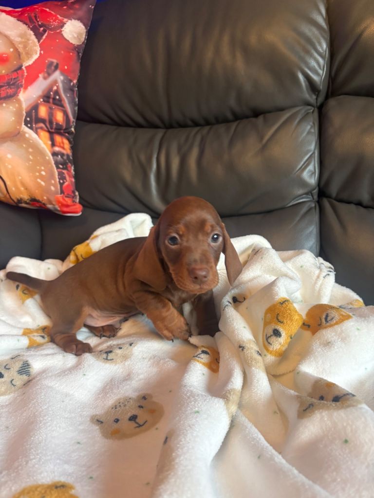 LAST 2 BOYS LEFT PRICE DROP Dachshund pups