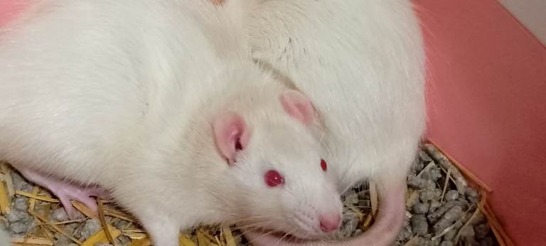 Two Lovely rats (carrier included) 