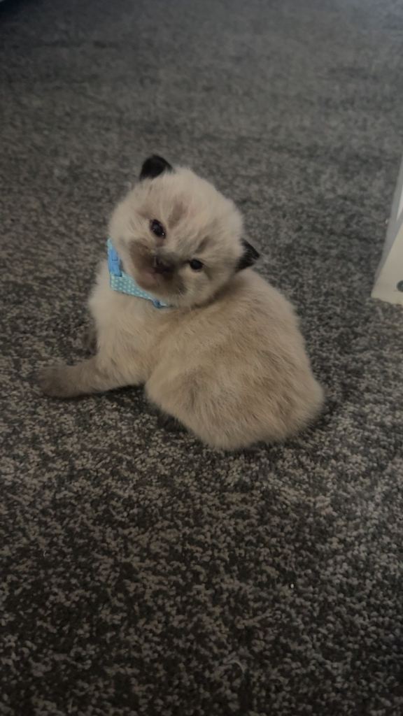 Ragdoll kittens 