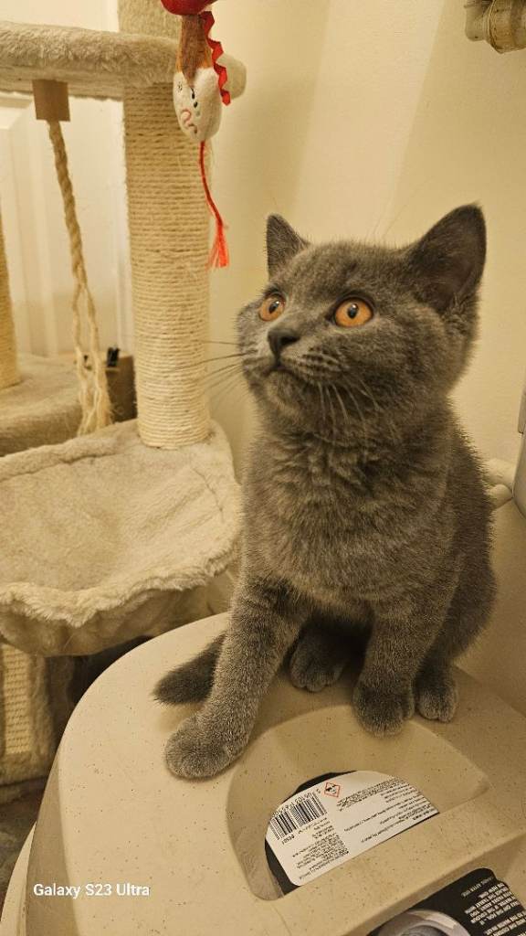 Beautiful Blue British Shorthair Boy 