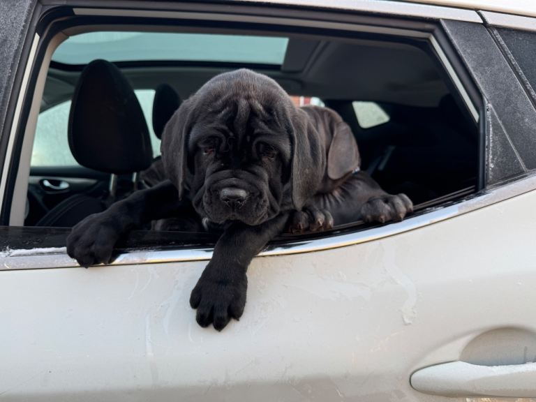 3 Neapolitan mastiff black female puppies Newcastle 