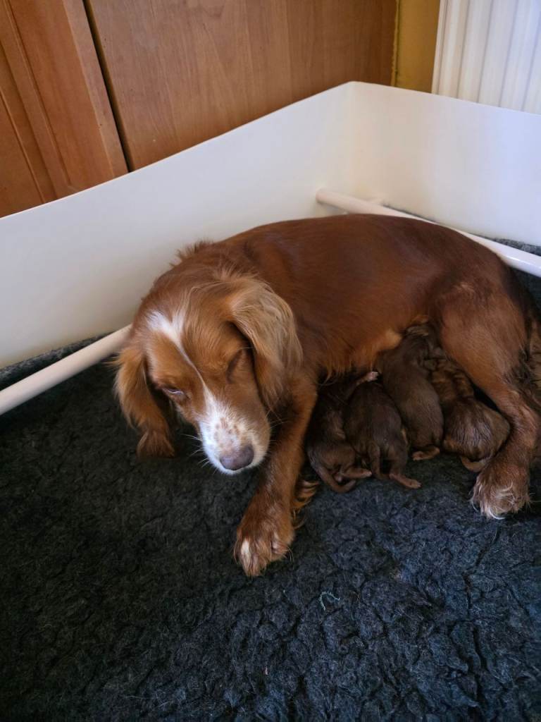 Genuine first cross cockerpoos to reserve