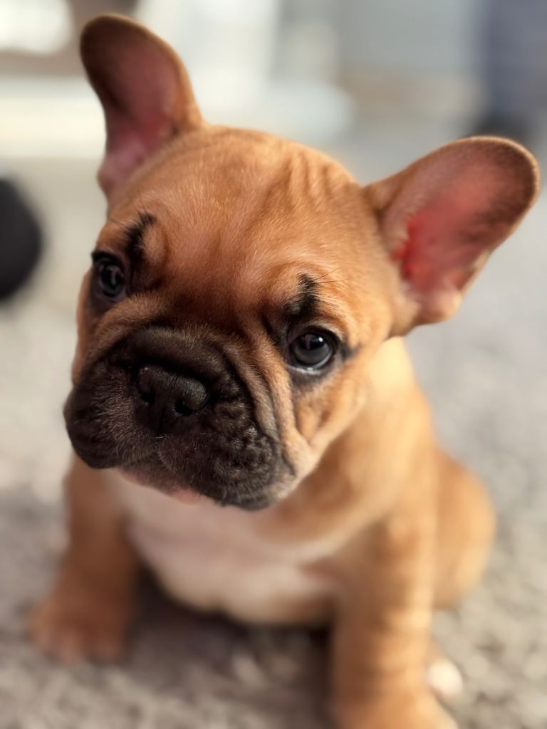 Amazing French bulldog puppy’s 