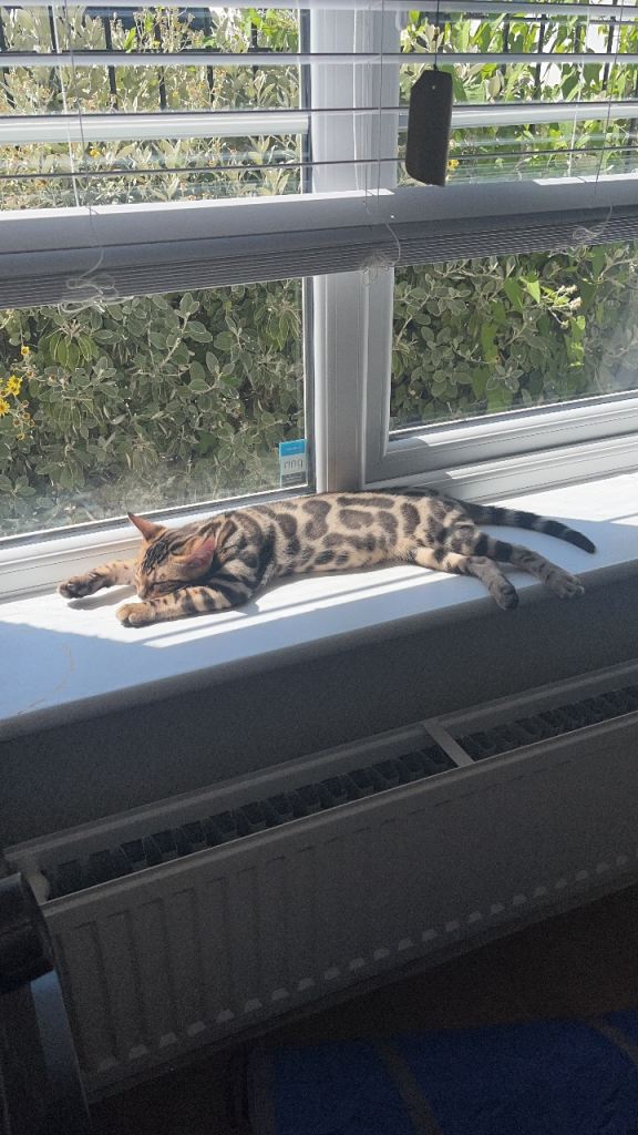 Male bengal 