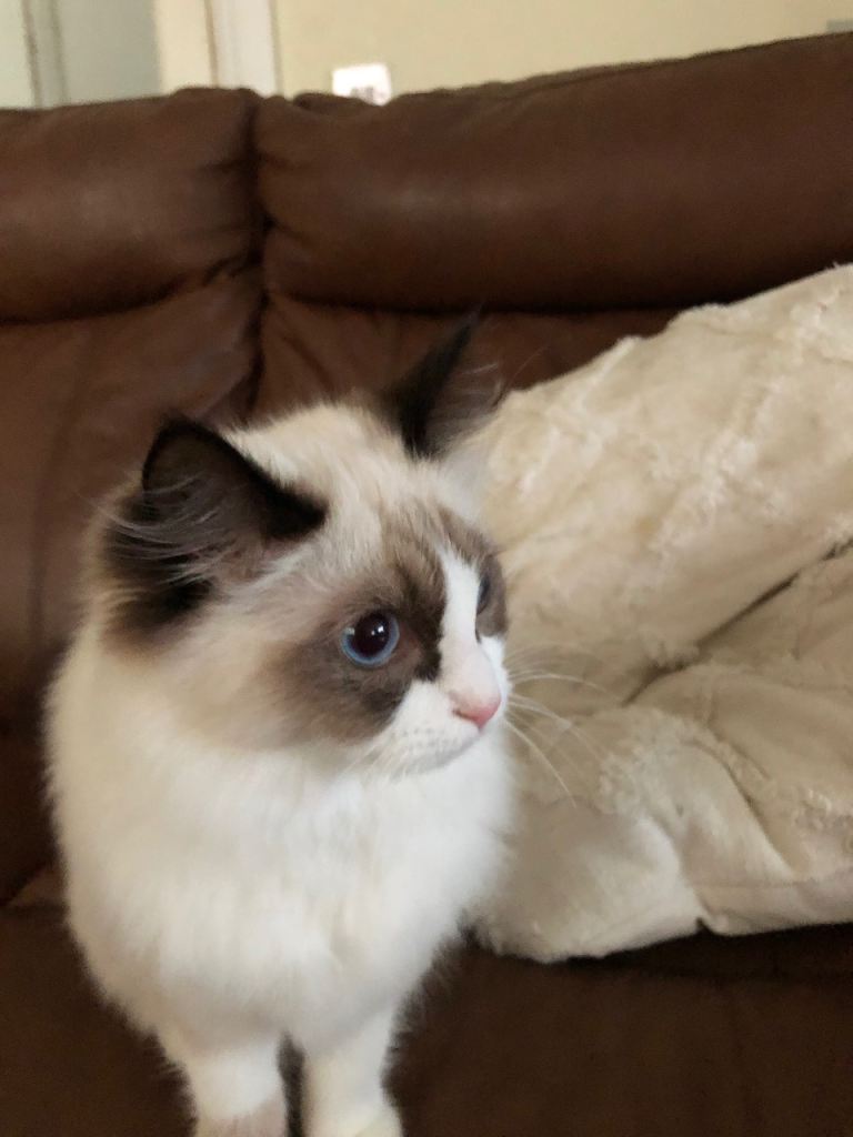 Ragdoll kitten 