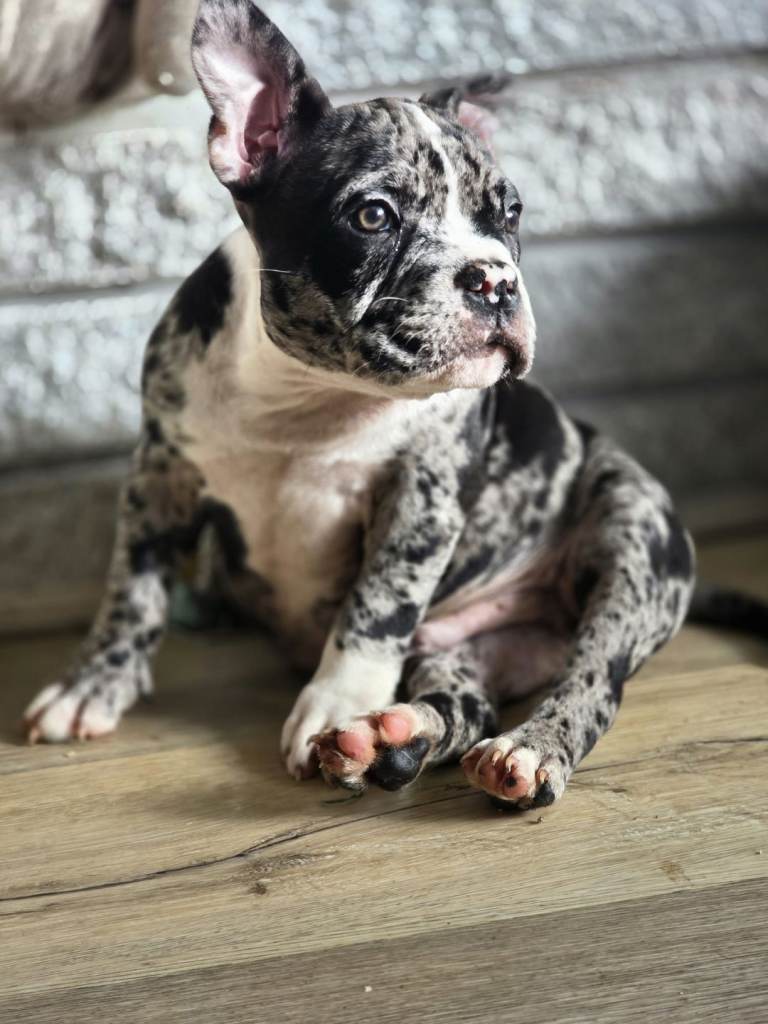 Incredibly beautiful Pocket Bullies 