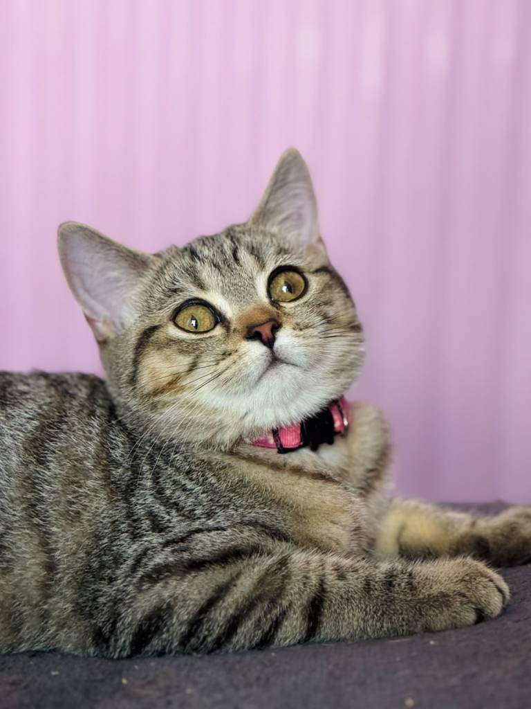 GCCF Registered British Shorthair Tabby Kittens Ready To Collect Now!