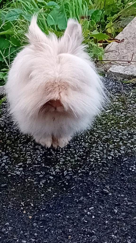 Rabbit & hutch