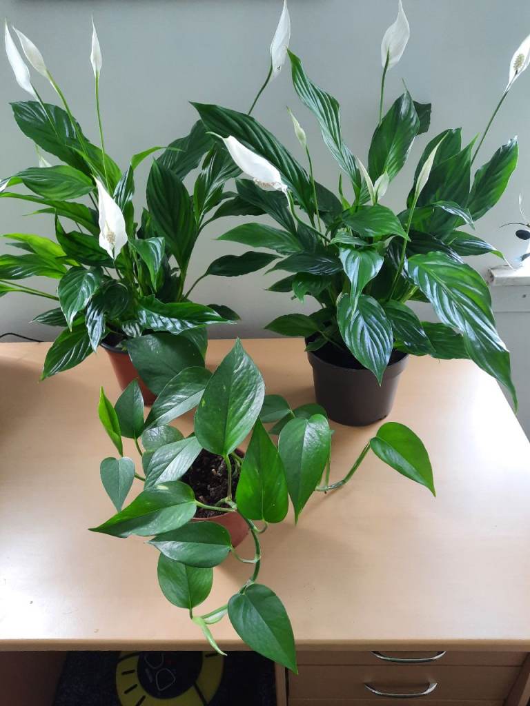 3 Indoor plants. 