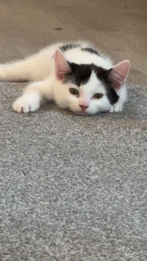 10 week kitten for sale 