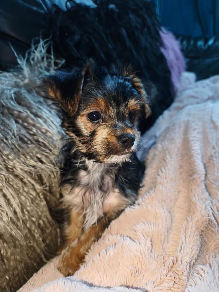 12 weeks old, Yorkshire terrier boy fully weaned, confident and ready to leave now