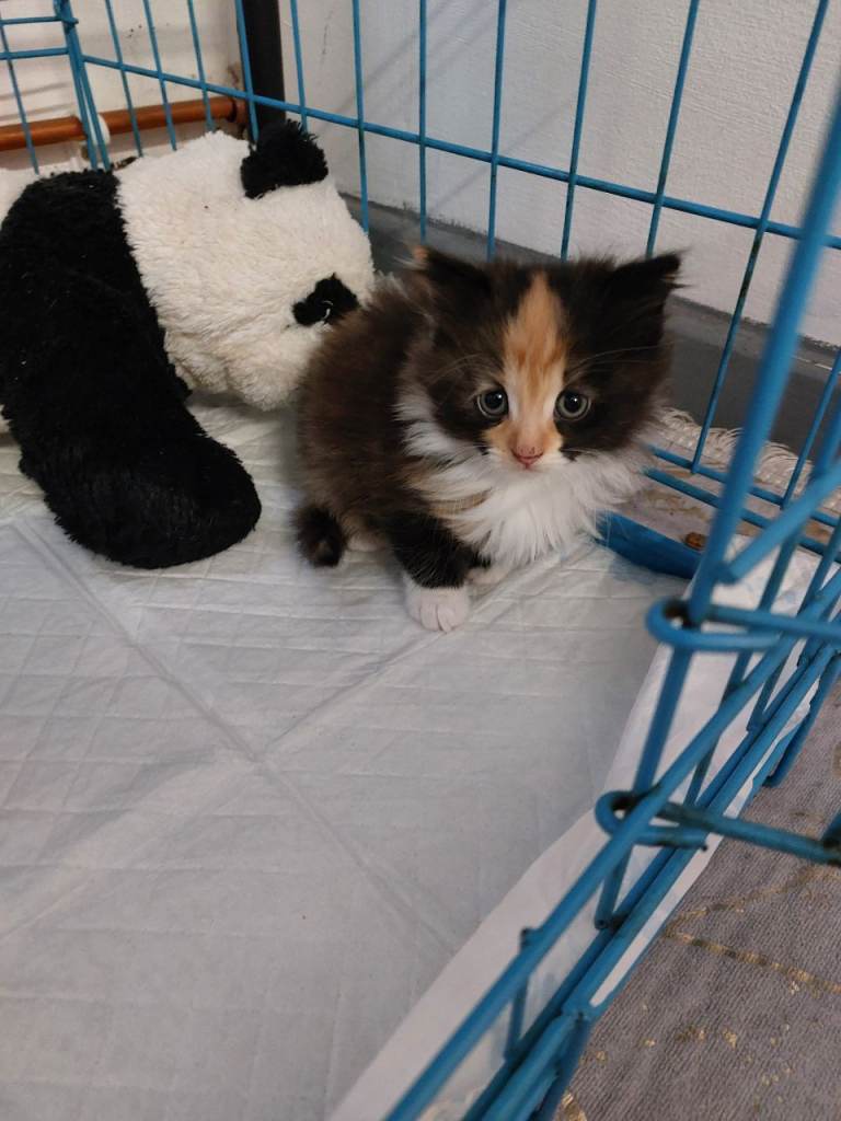 Kittens 