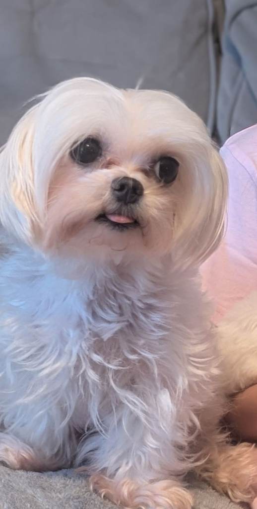 🏆🏆 Champion bloodline 🏆🏆