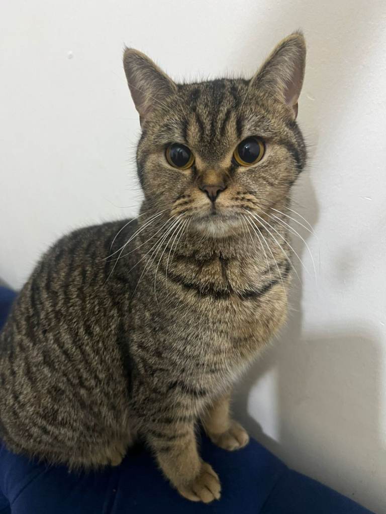 British short hair female cat 1 year old
