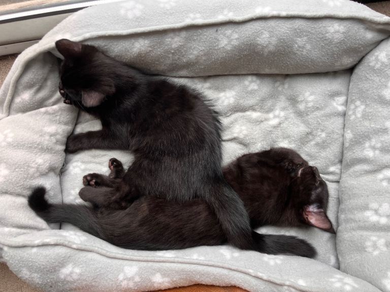 SSTC Two kittens for sale