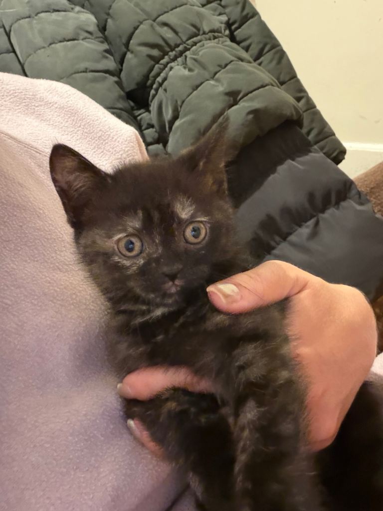 🐾 1 Beautiful female Kittens Looking for Their Forever Homes 🐾