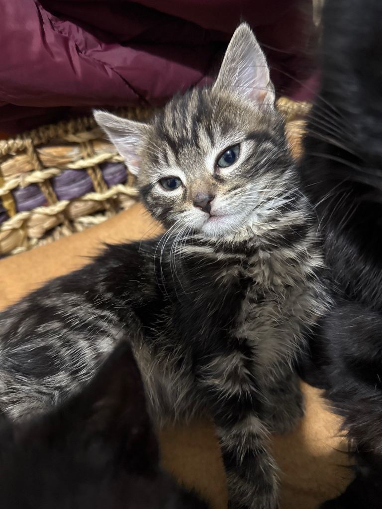 KITTENS AVAILABLE FOR SALE 