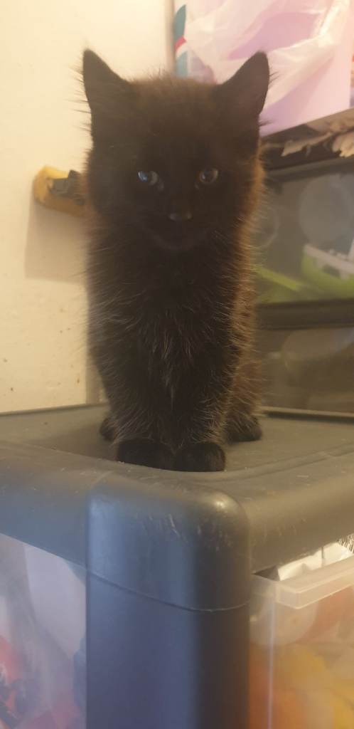 Urgently need to rehome 11wk M kitten