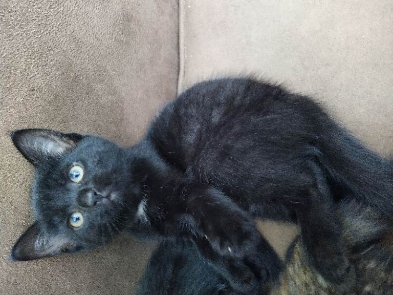 Kittens, black.