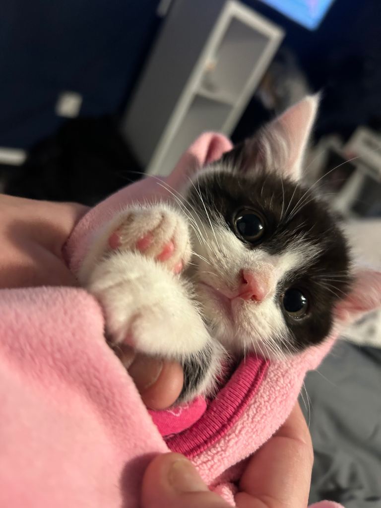 Cute adorable kitten