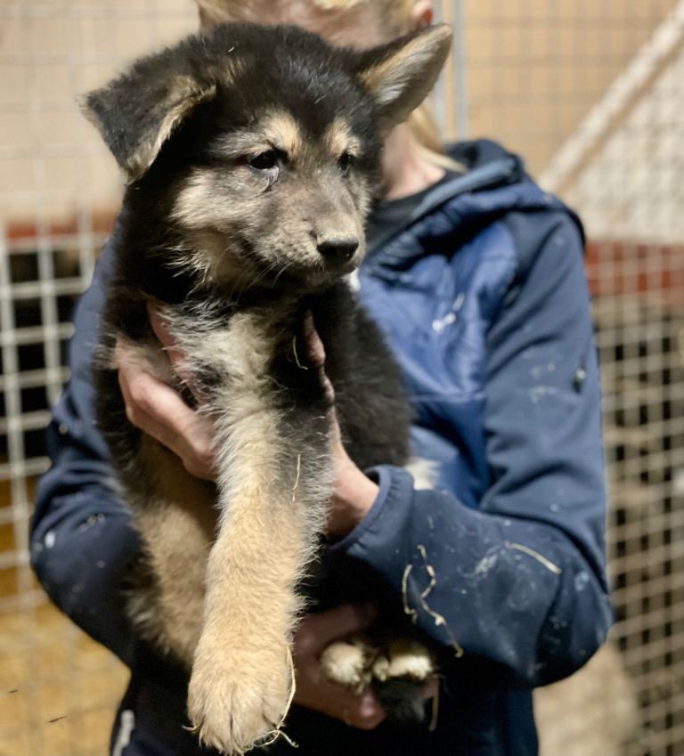 All Now Sold-German Shepherd cross Husky Puppies 