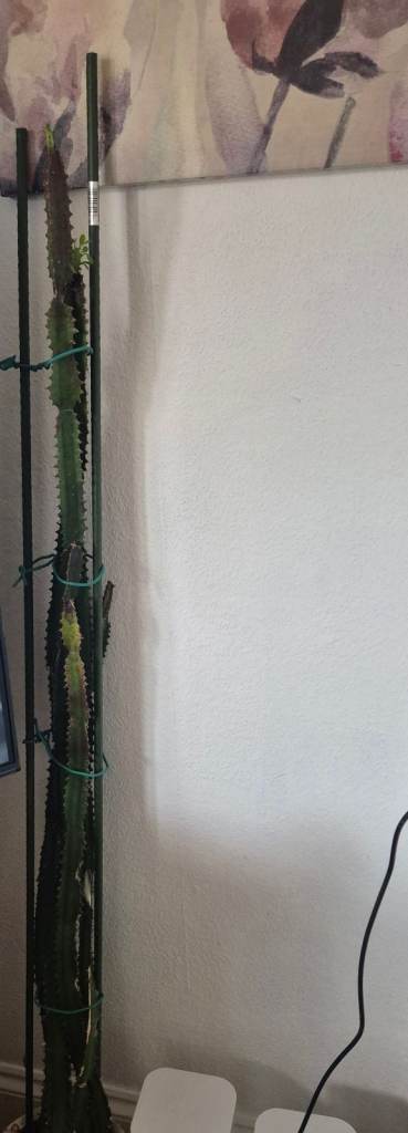 House plant 