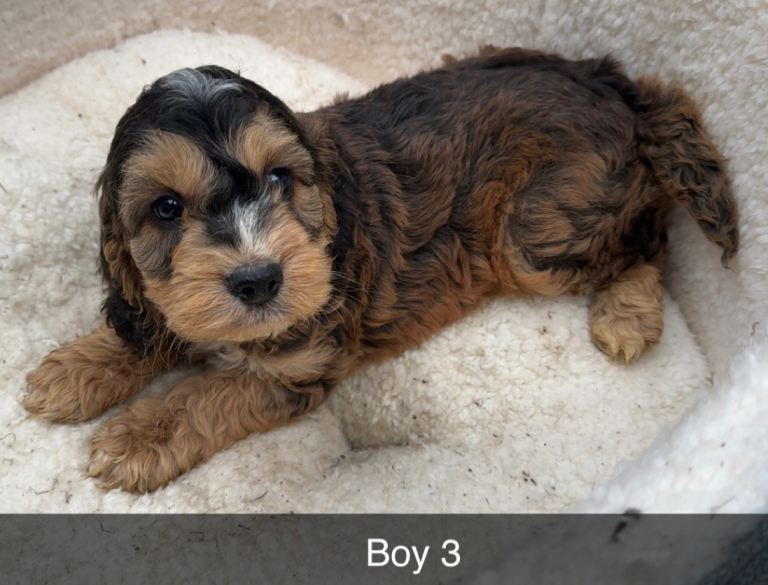 Rare sable F1 cockapoo puppies 