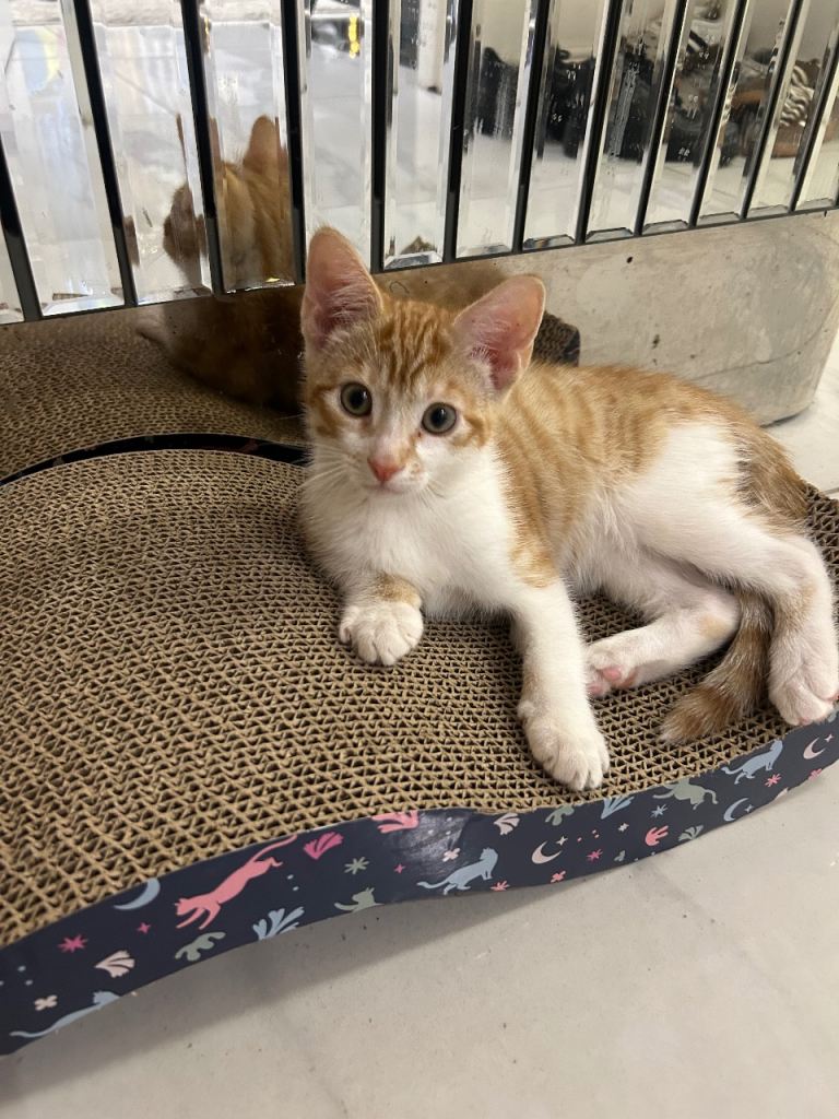 Beautiful Male Ginger kitten ready to leave ASAP