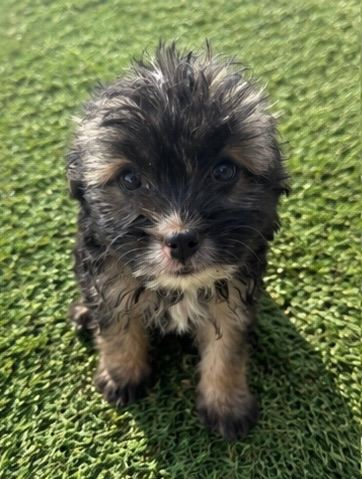 border terrier puppies   1 girl 