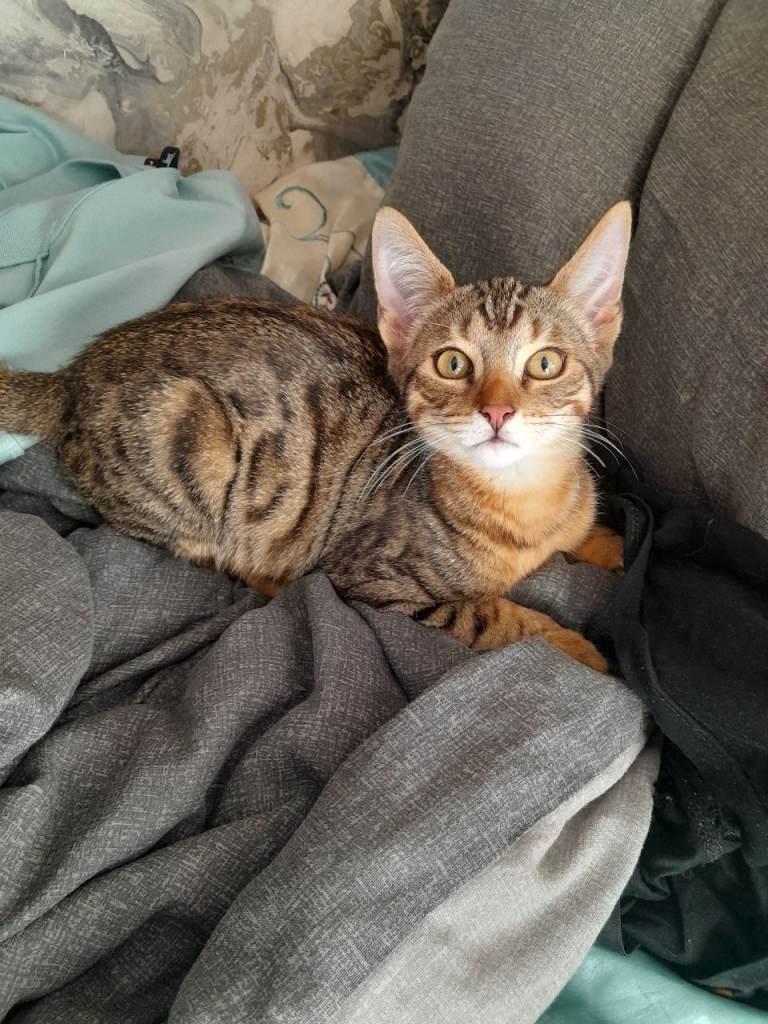 Mixed Bengal Kittens 