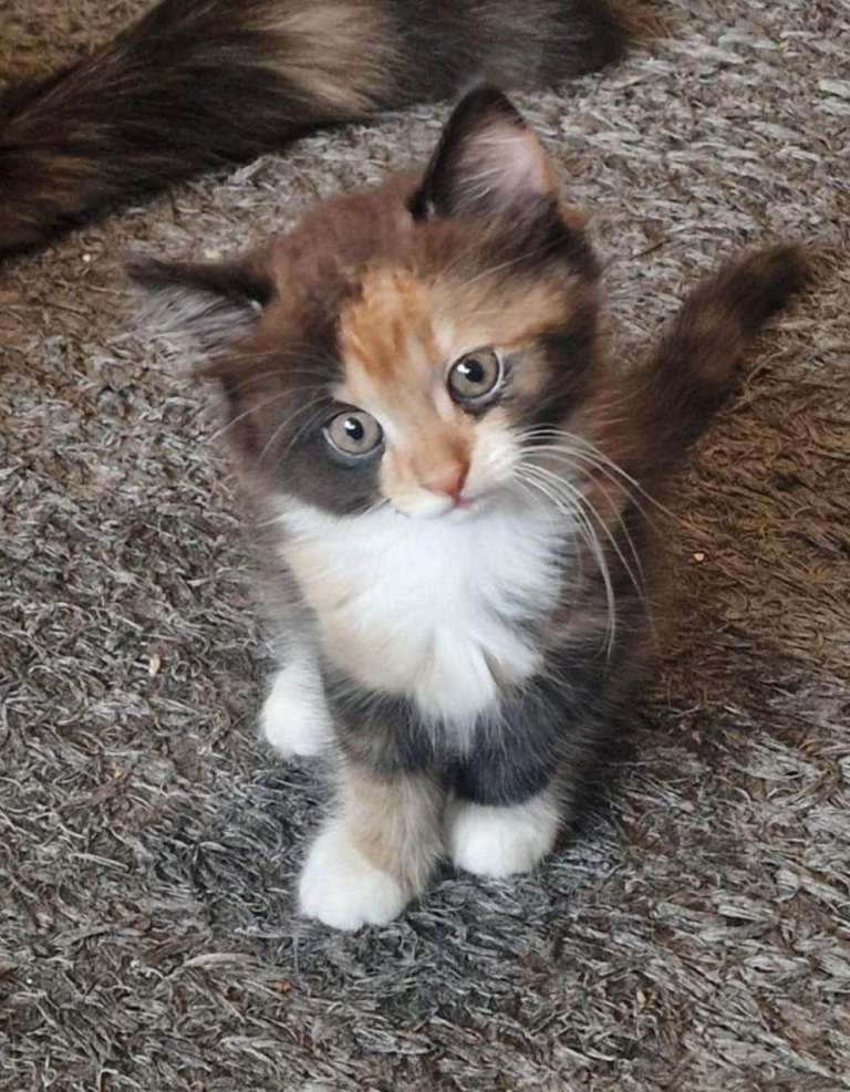 Beautiful sociable kittens