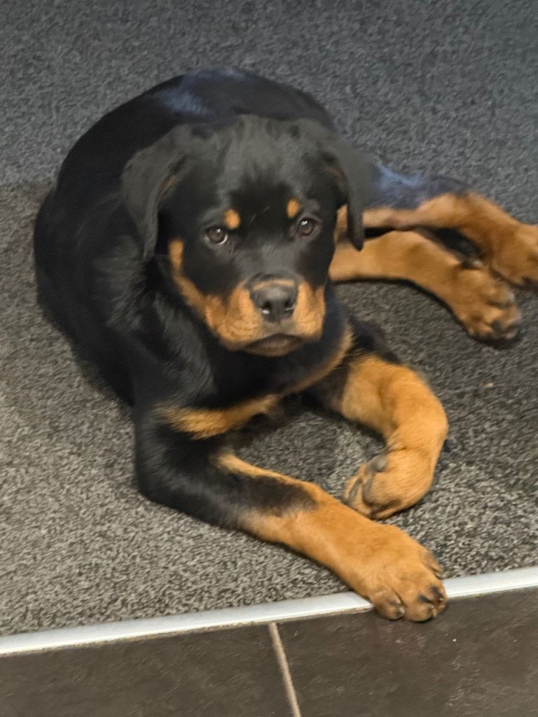 Rottweiler puppy