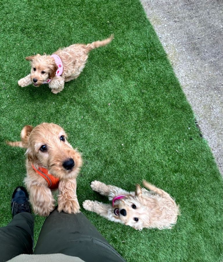 Yankee Cockapoo PRA clear