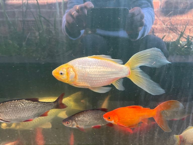 Goldfish & Rudd, 1 Koi Carp