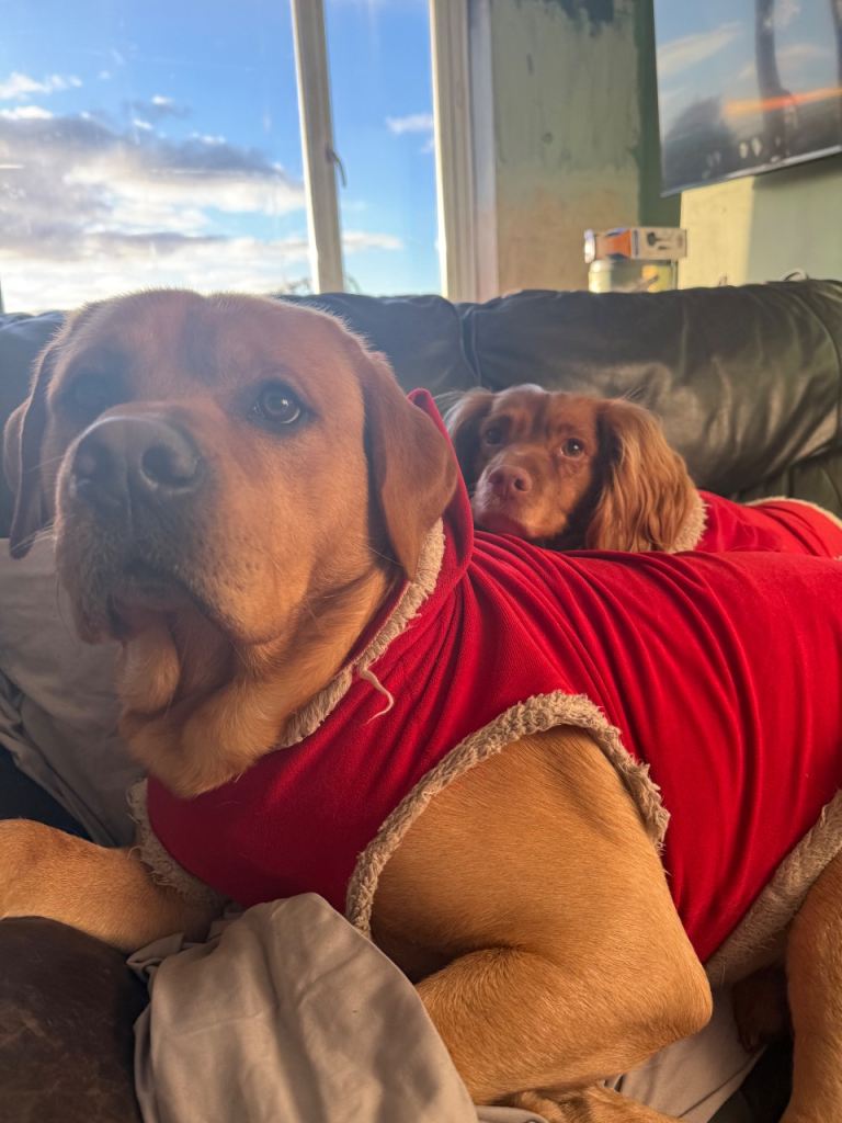 Harvey KC Registered 2 year old 