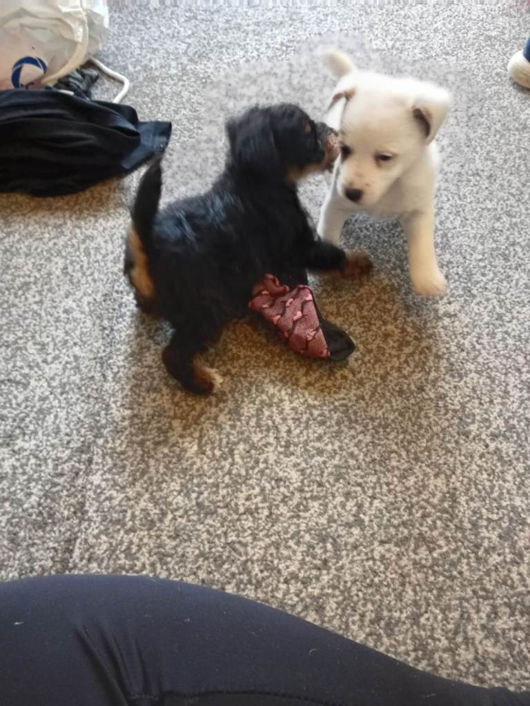 Jackapoos puppies 