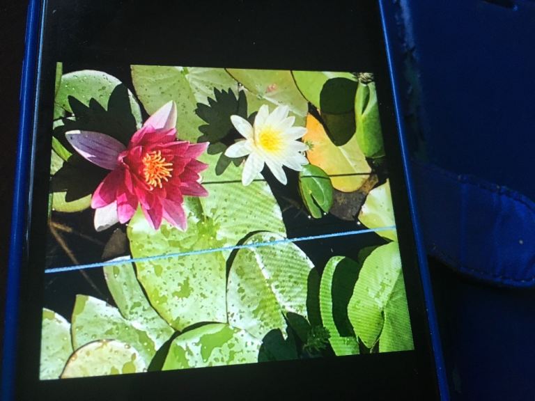 Water lillies