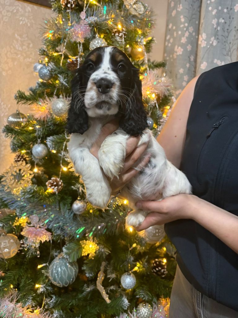 Stunning show cocker spaniels 