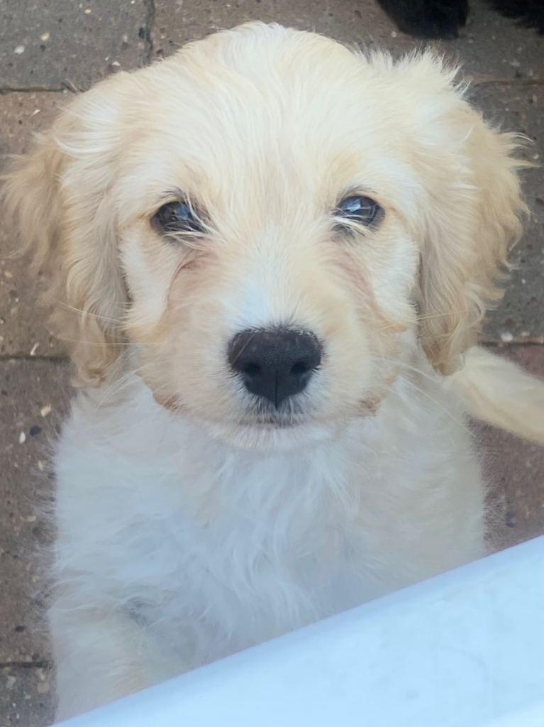 Cockapoo puppies 