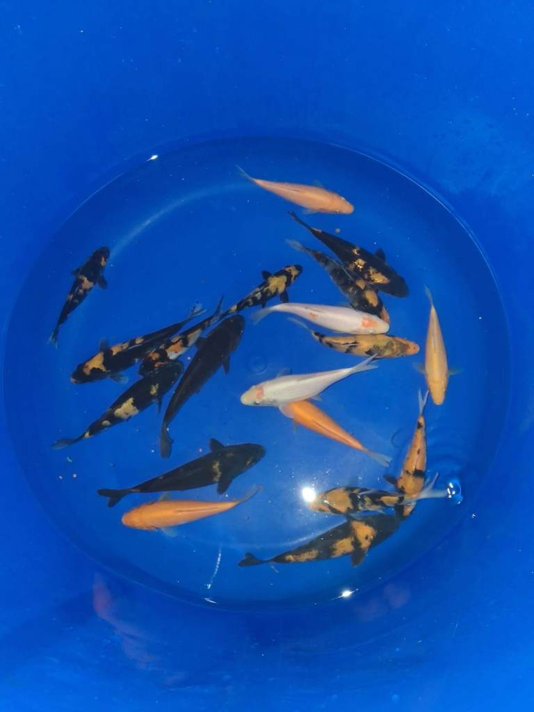koi carp for sale