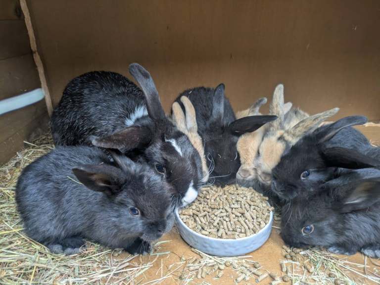 Dwarf Lop Baby Rabbits For Sale 
