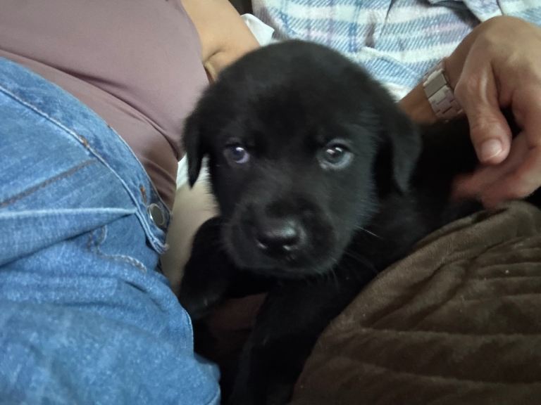 Stunning Rottie x Labrador pups