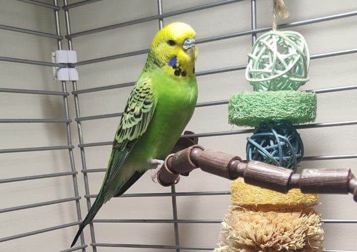 Sweet little Budgie 