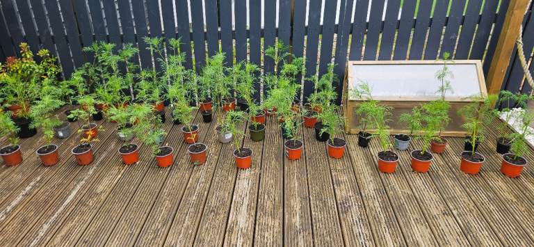 Greenhouse Surplus Plants for Sale