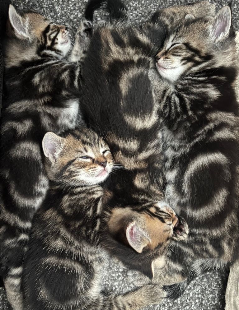 Kittens.
